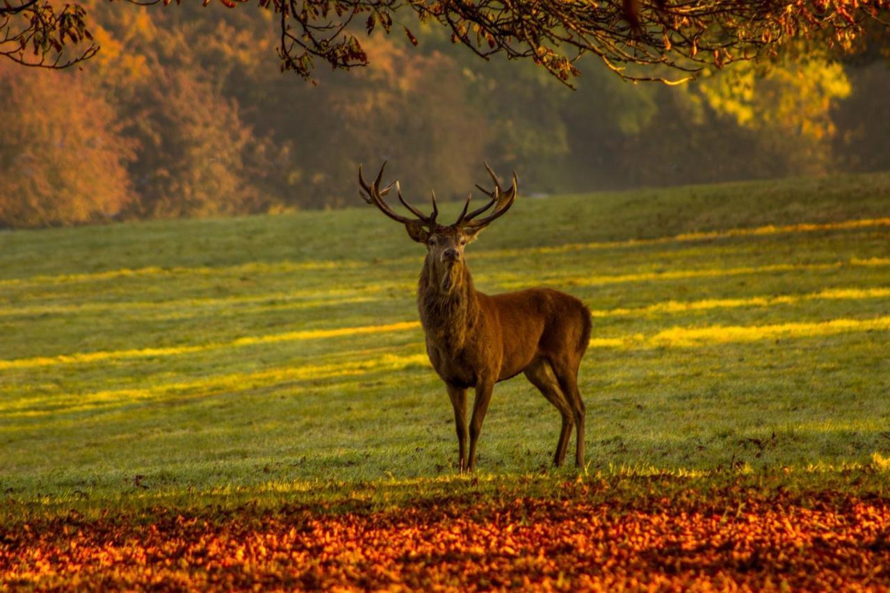 Les 12 Bois Du Cerf Villa Tailles Buitenkant foto