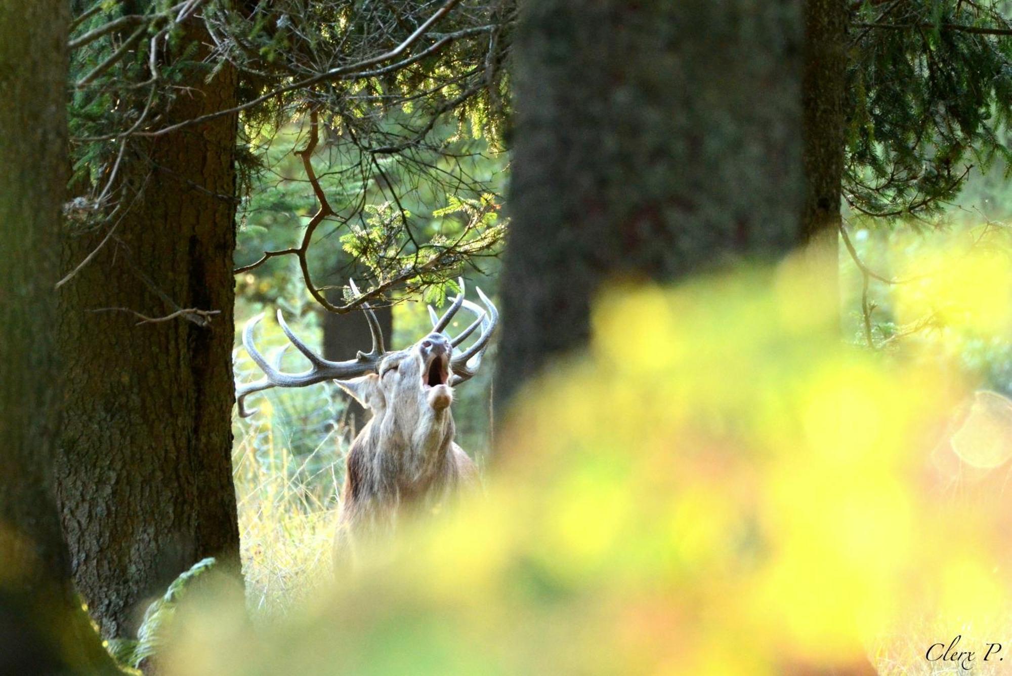 Les 12 Bois Du Cerf Villa Tailles Buitenkant foto