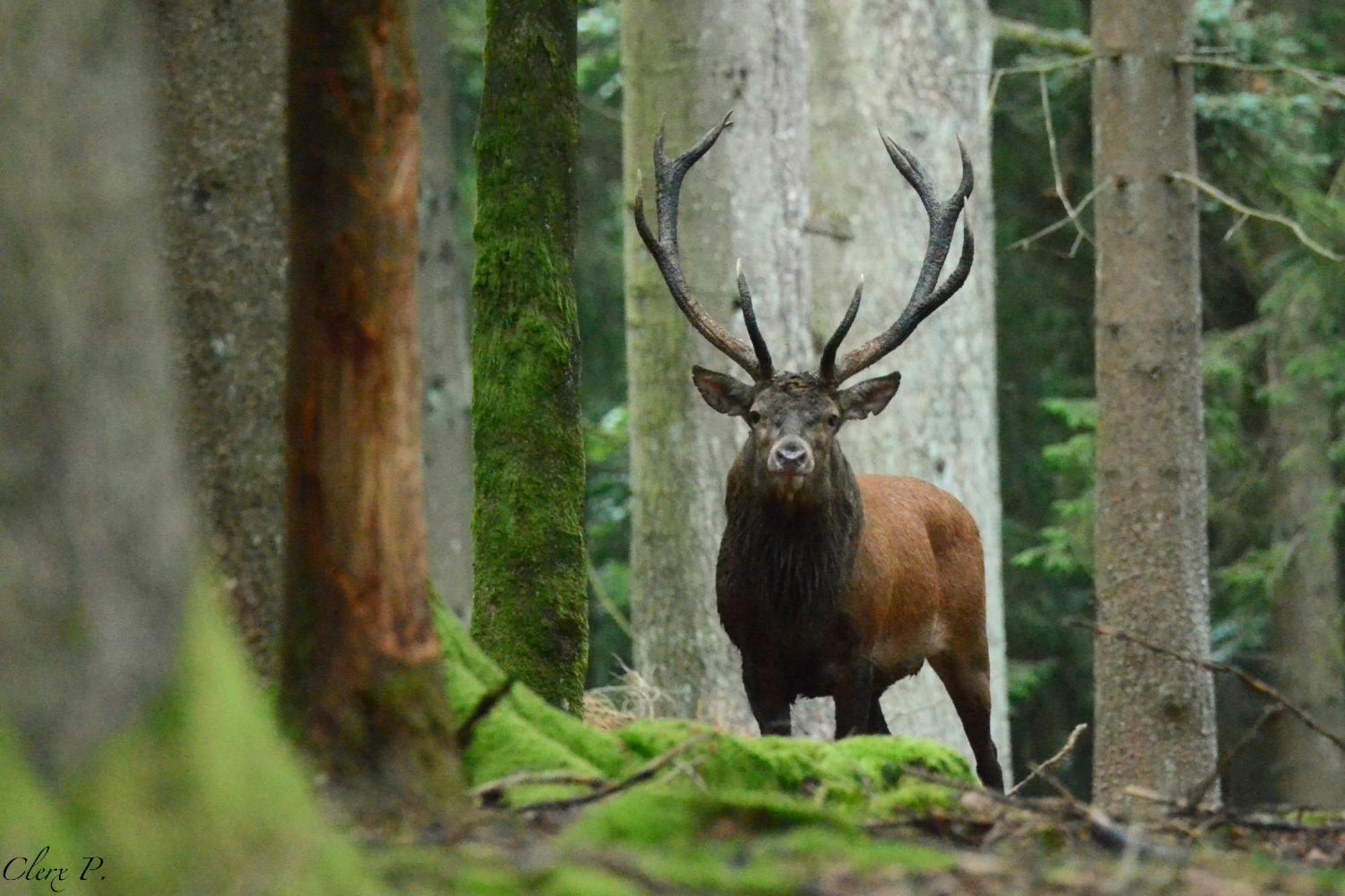Les 12 Bois Du Cerf Villa Tailles Buitenkant foto